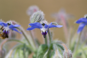 Fiori di Borragine