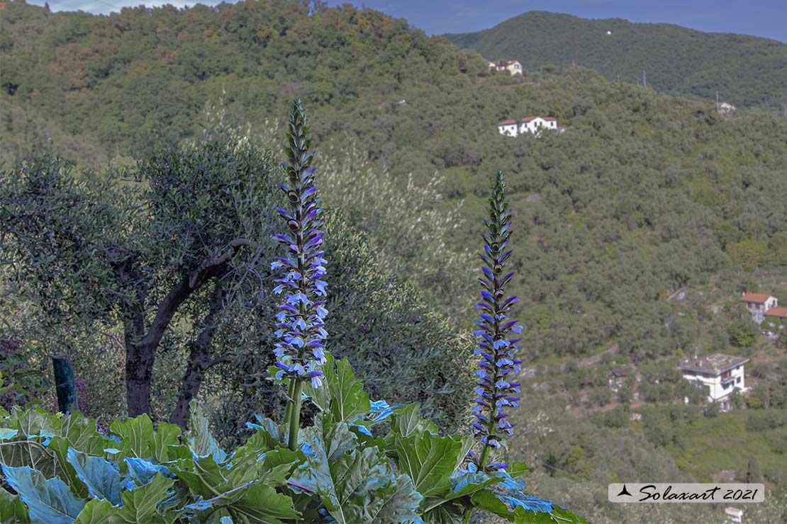 Narciso trombone - Acanthus mollis