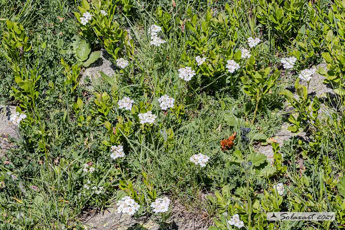 Achillea erba-rotta - Achillea erba-rotta
