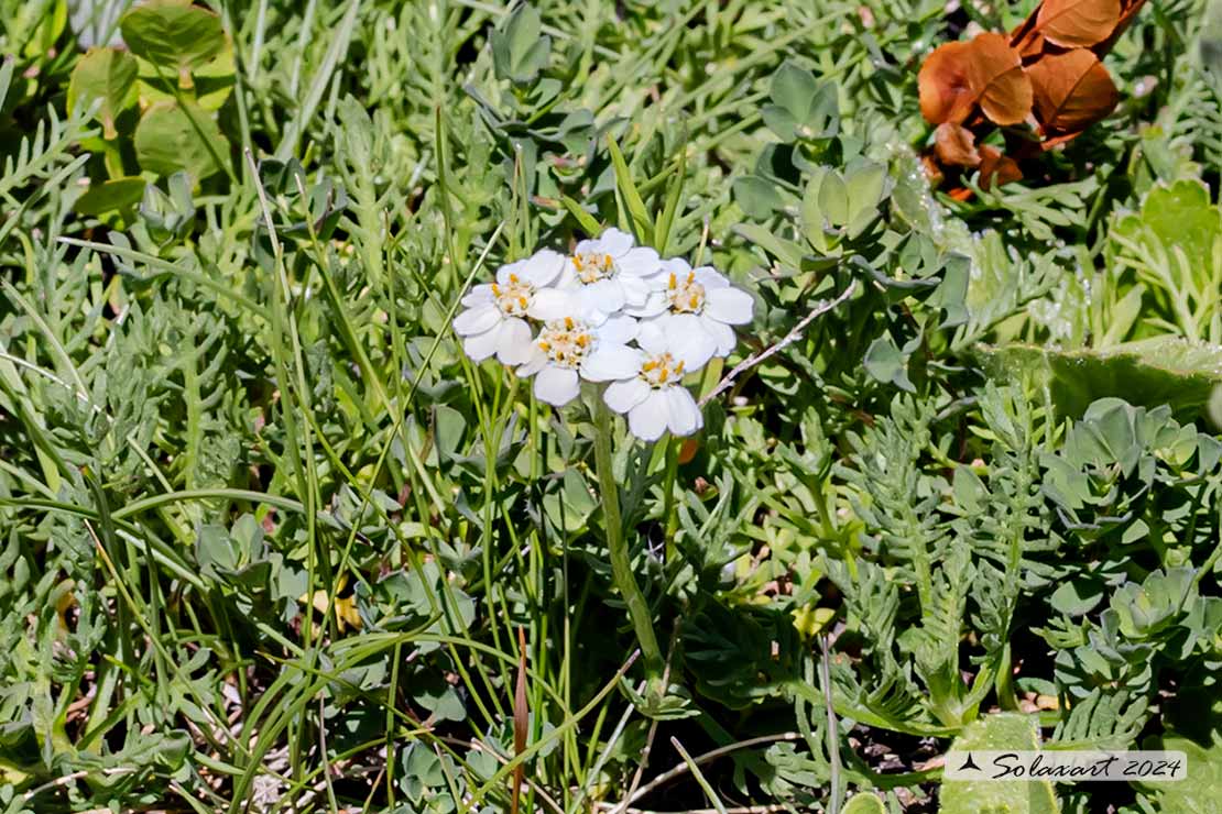 Achillea erba-rotta - Achillea erba-rotta