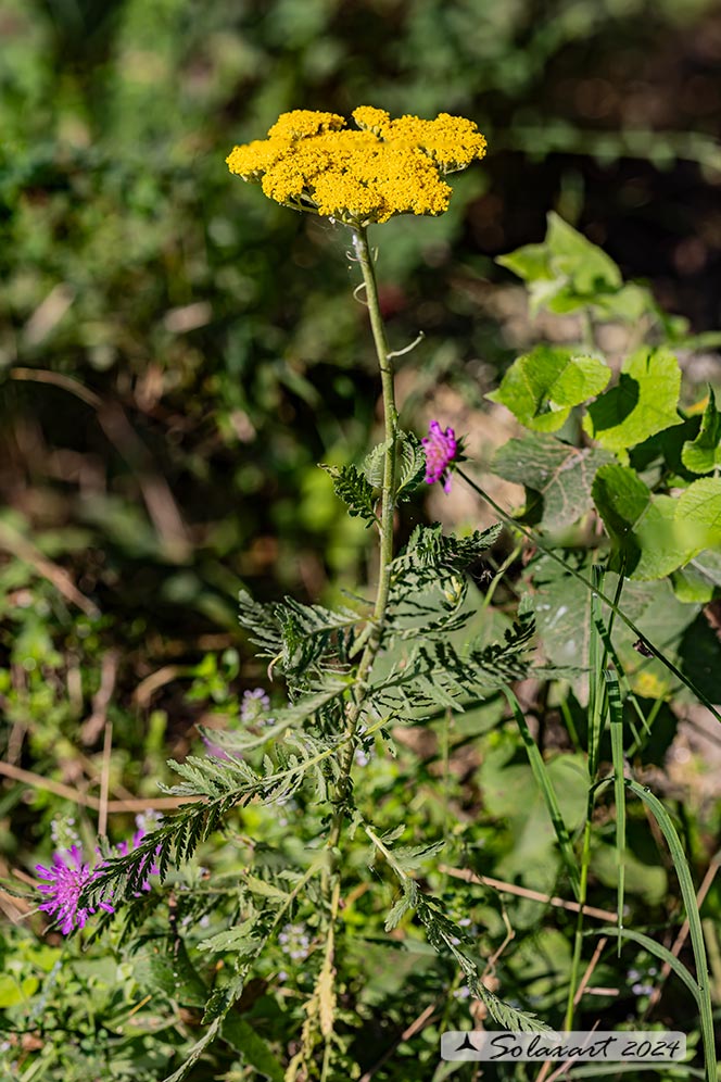 Achillea millefolium - Achillea millefoglie