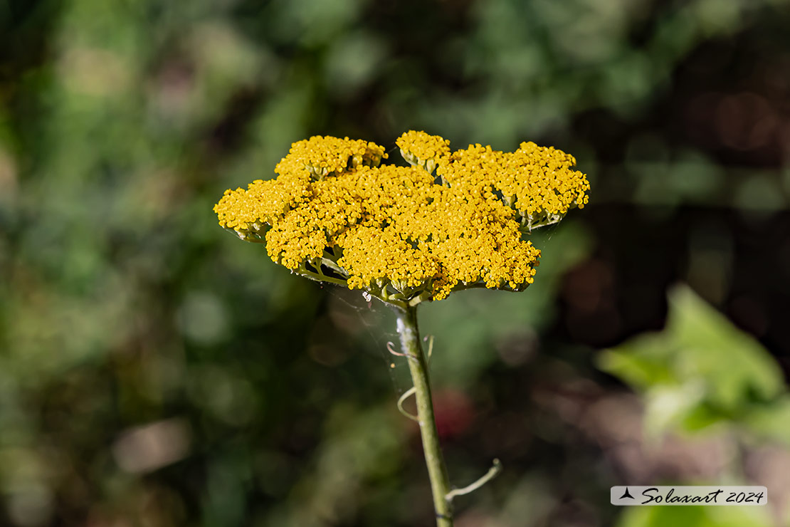 Achillea millefolium - Achillea millefoglie