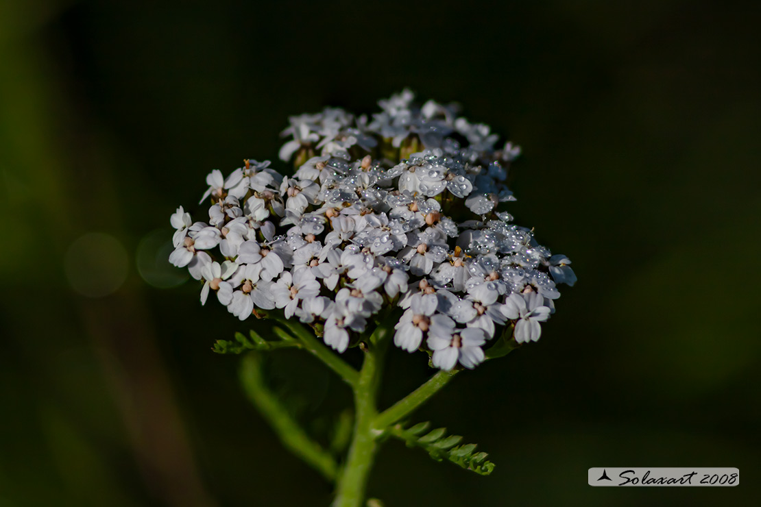 Achillea millefolium - Achillea millefoglie