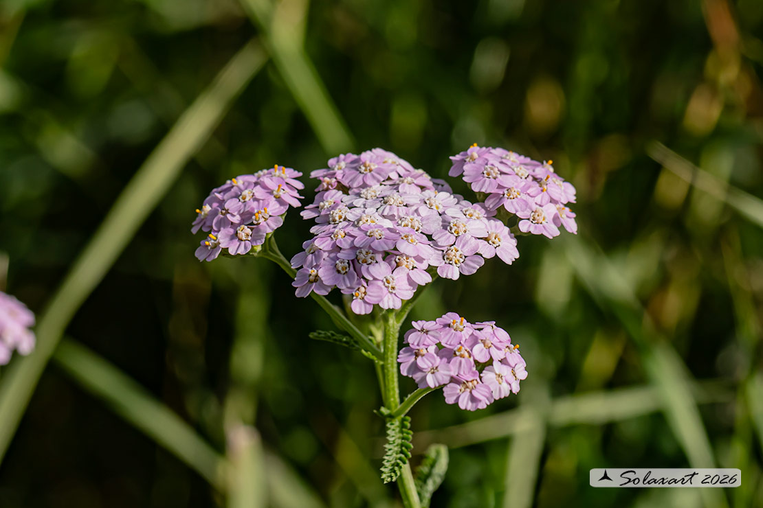 Achillea millefolium - Achillea millefoglie