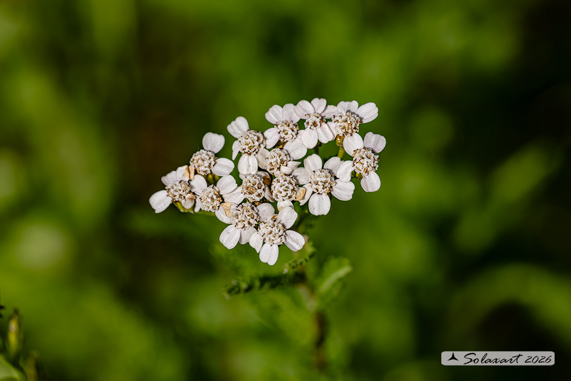 Achillea nobilis - Achillea nobile