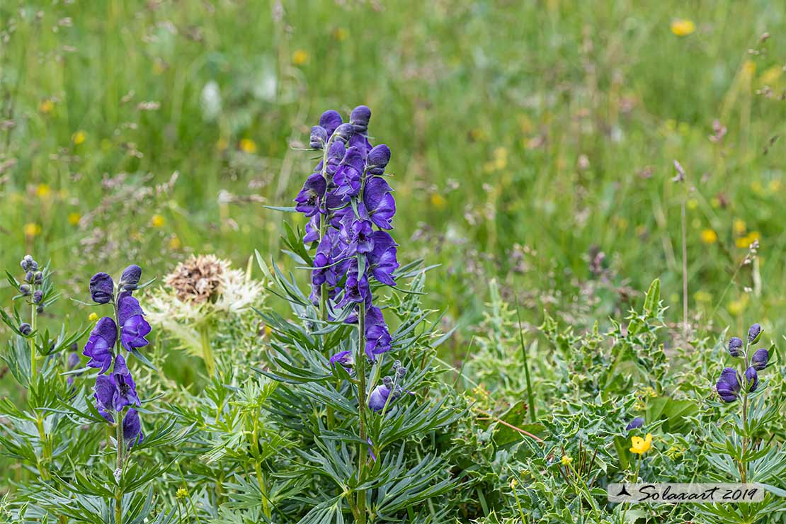 Aconitum napellus