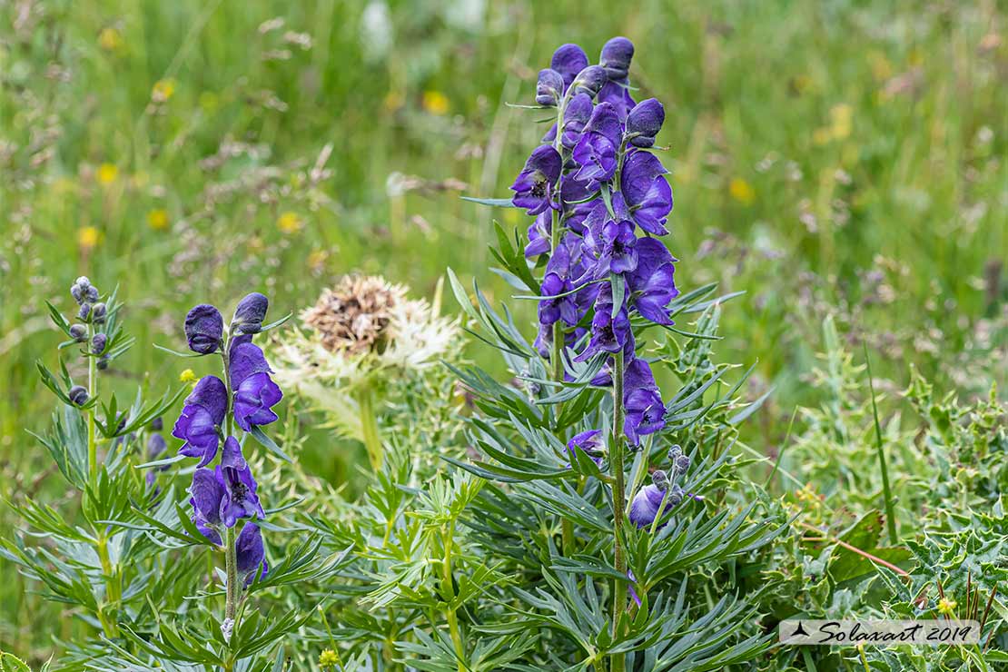 Aconitum napellus