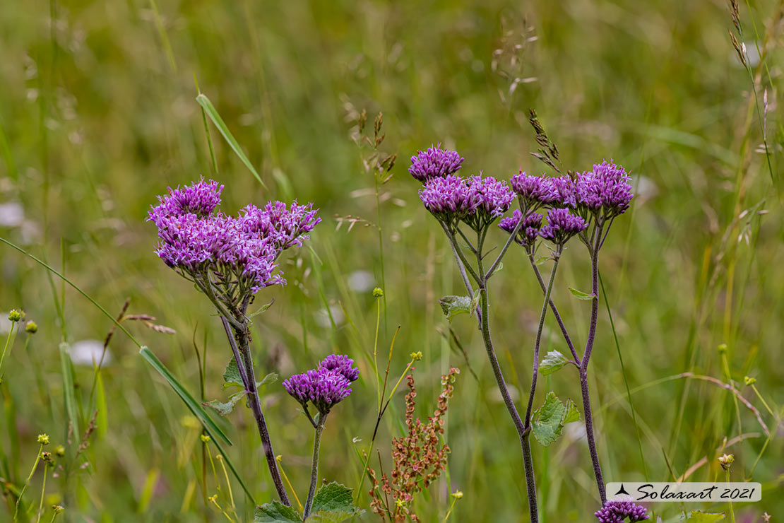 Adenostyles alliariae - Cavolaccio alpino