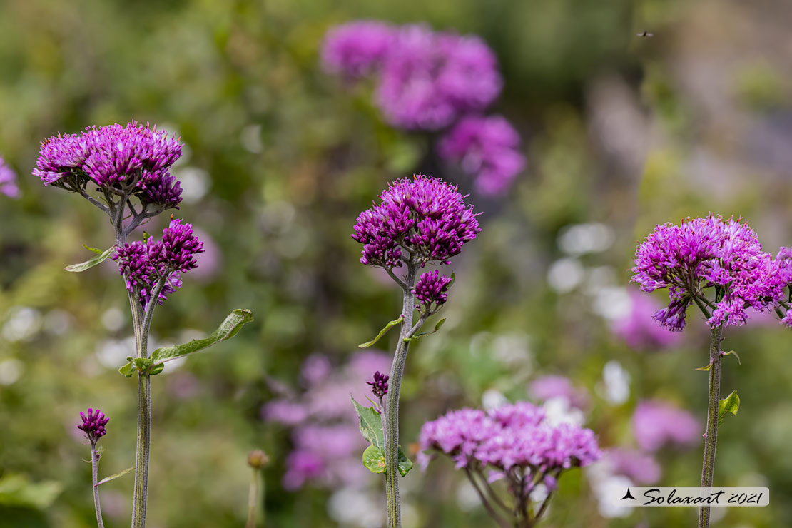 Adenostyles alliariae - Cavolaccio alpino