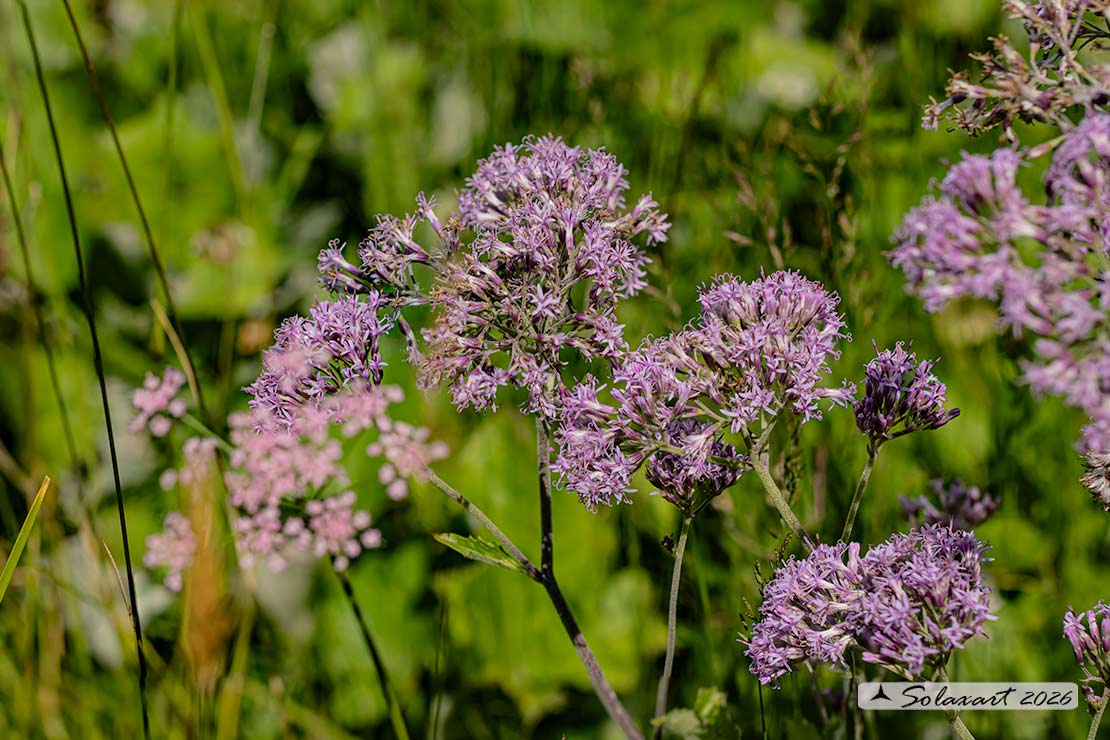 Adenostyles alliariae - Cavolaccio alpino