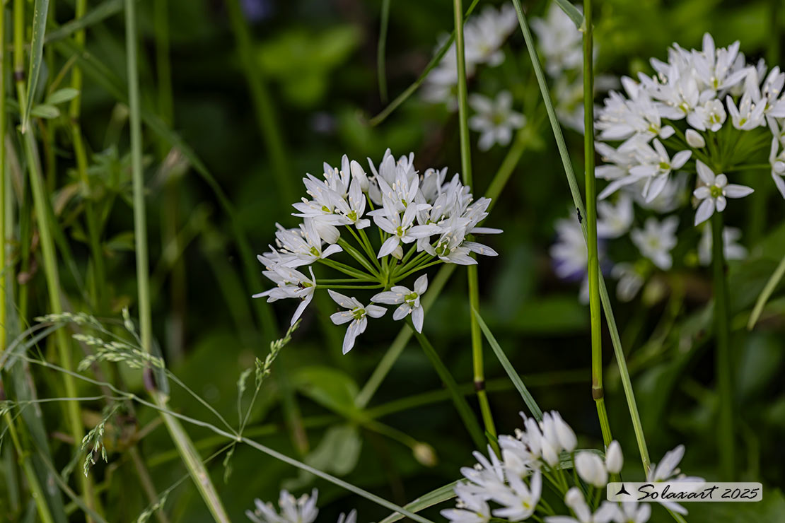 Allium ursinum - Aglio orsino