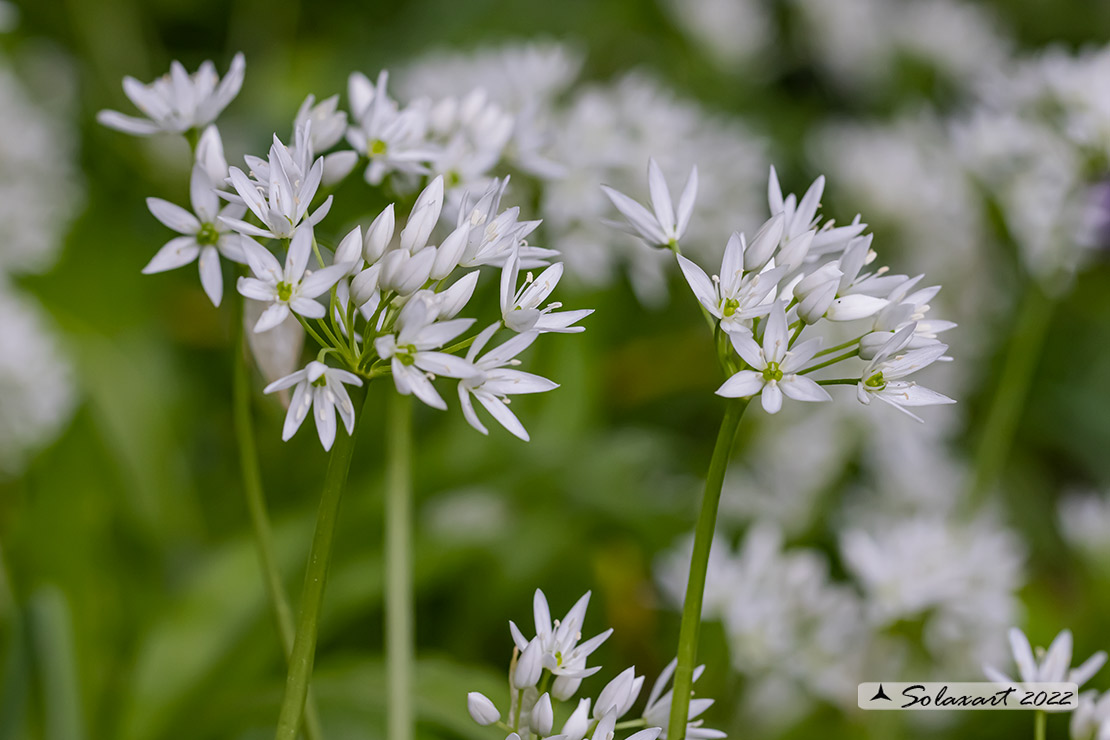 Allium ursinum - Aglio orsino
