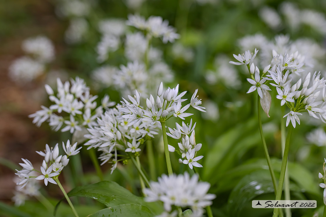 Allium ursinum - Aglio orsino
