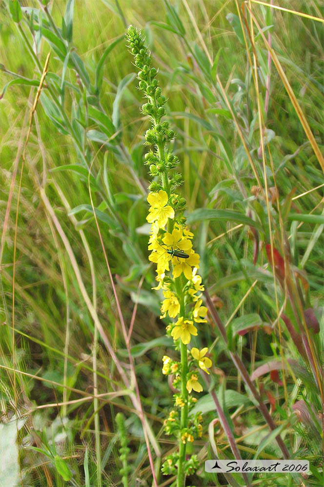 Agrimonia eupatoria - Agrimonia comune