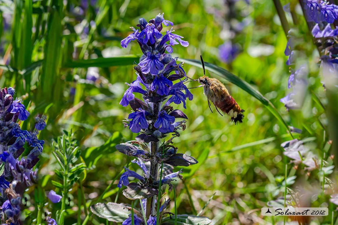 Ajuga reptans