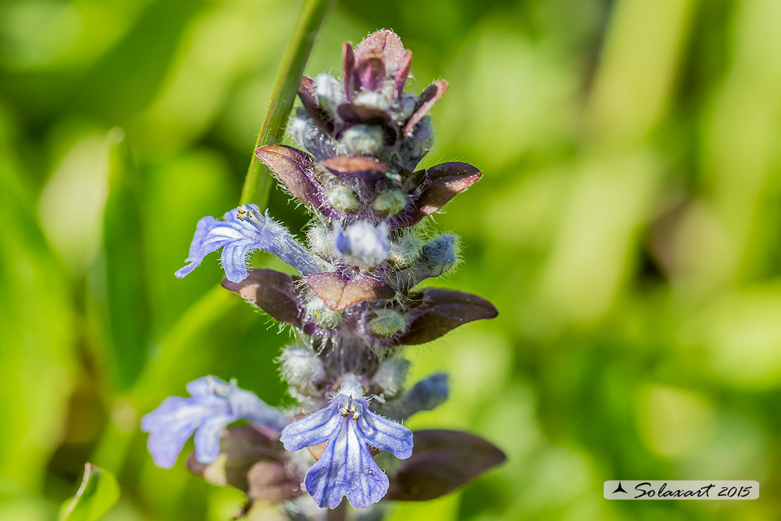 Ajuga reptans