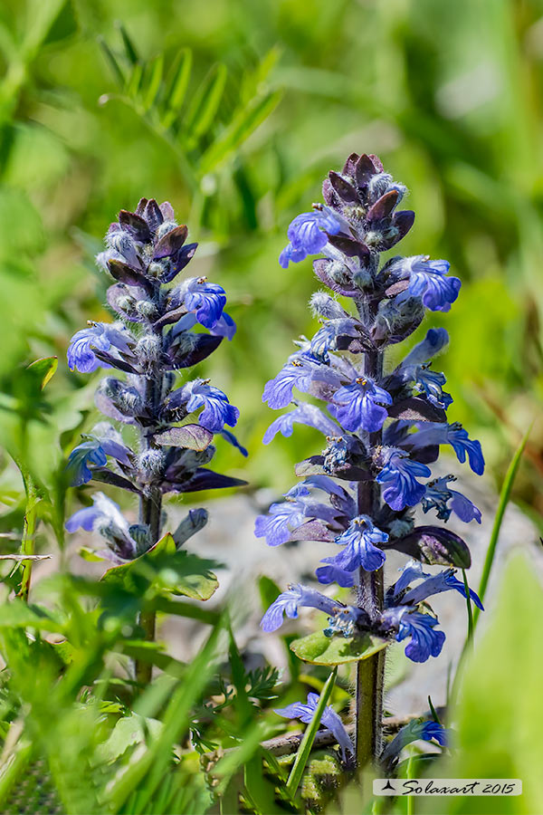 Ajuga reptans