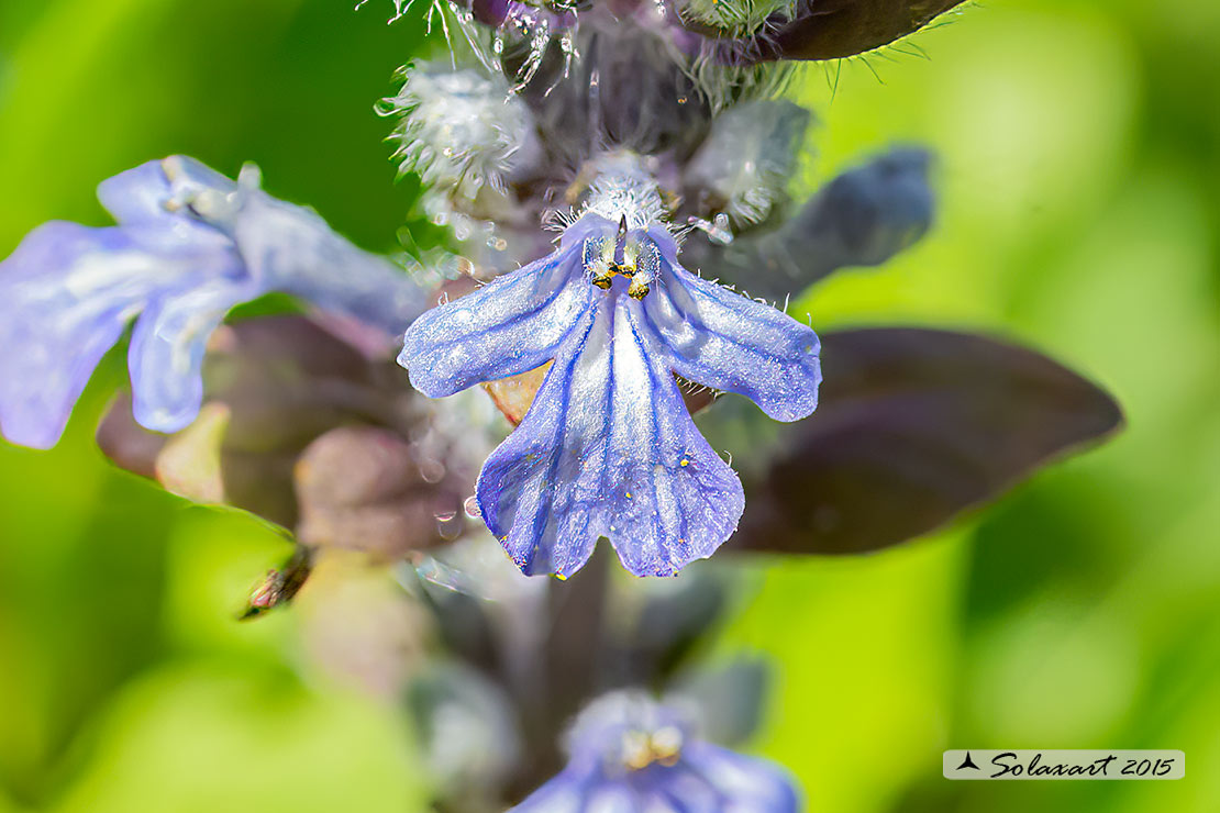 Ajuga reptans