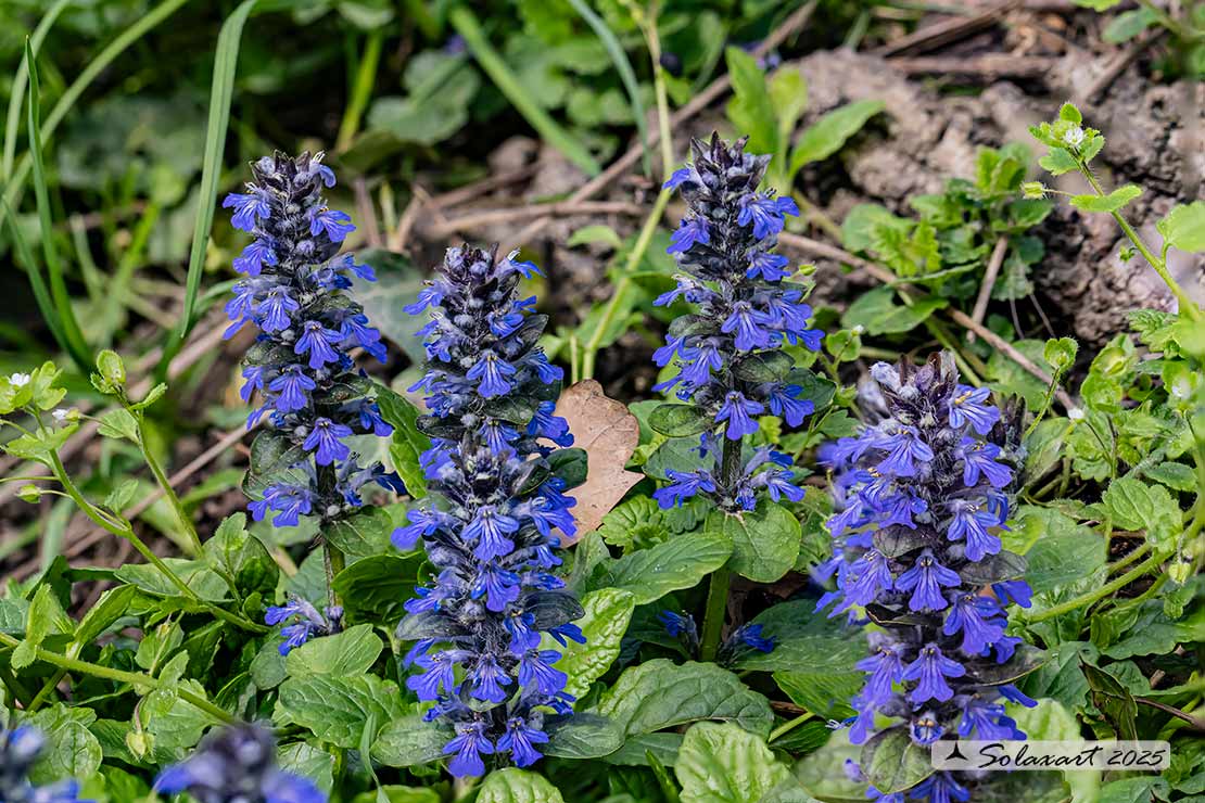 Ajuga reptans