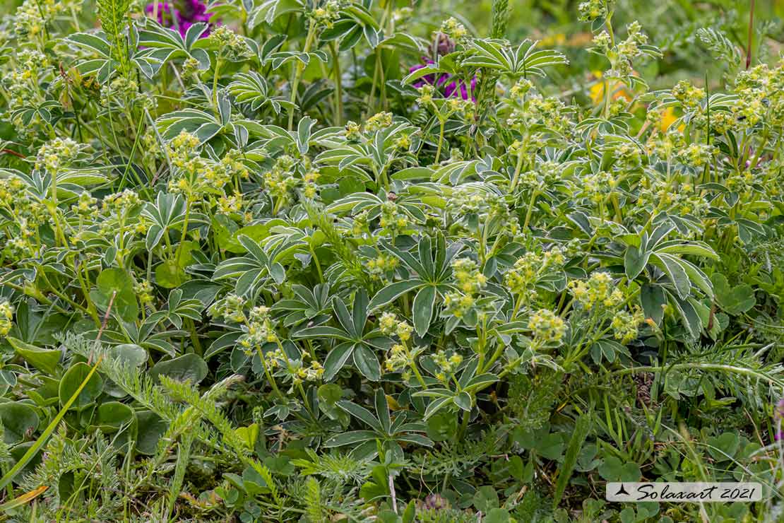 Alchemilla conjuncta - Ventaglina congiunta