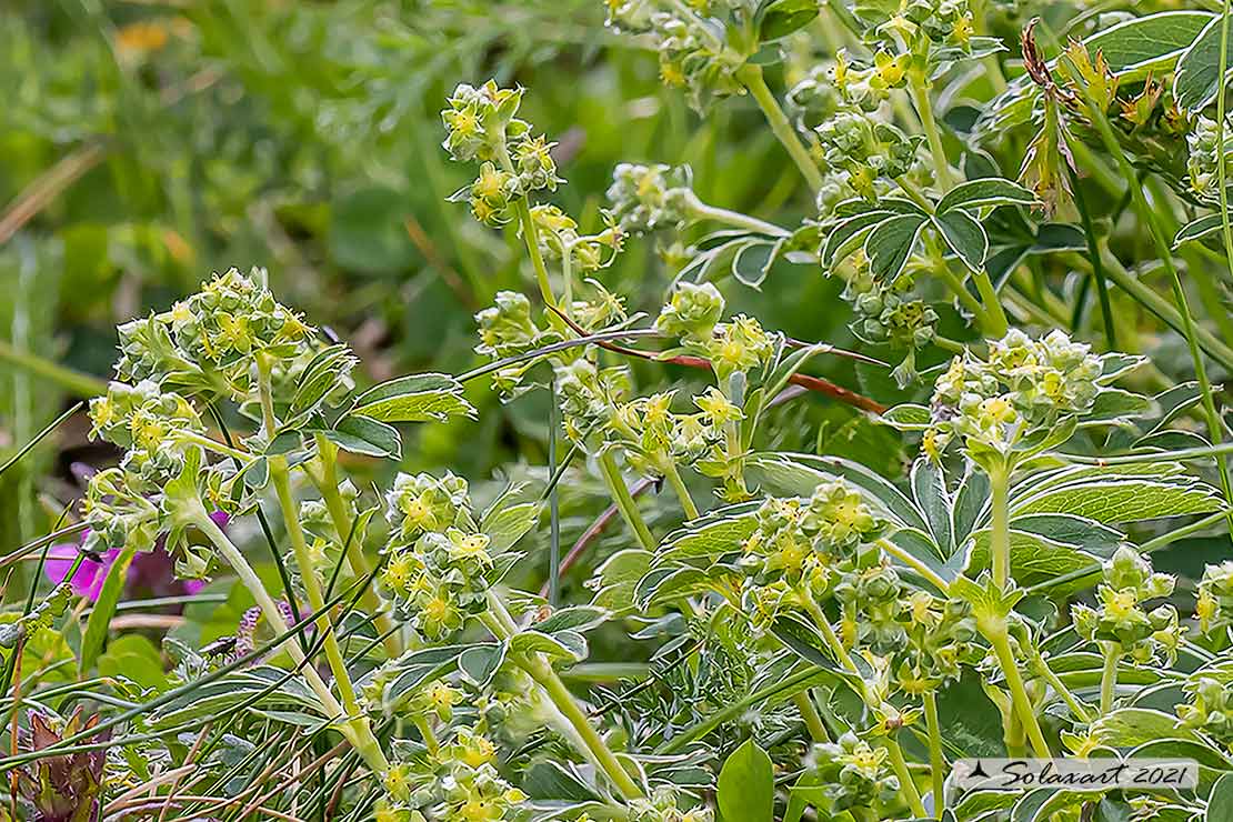 Alchemilla conjuncta - Ventaglina congiunta