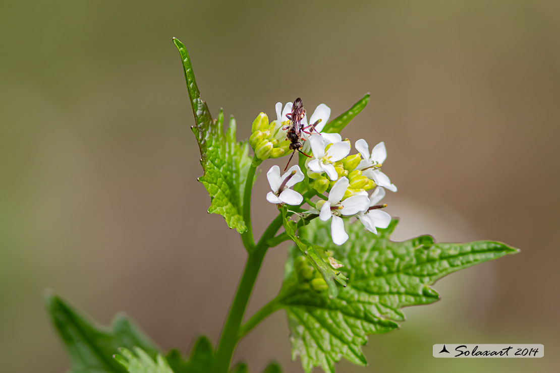 Alliaria petiolata