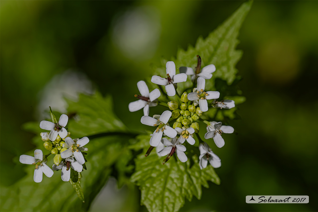 Alliaria petiolata