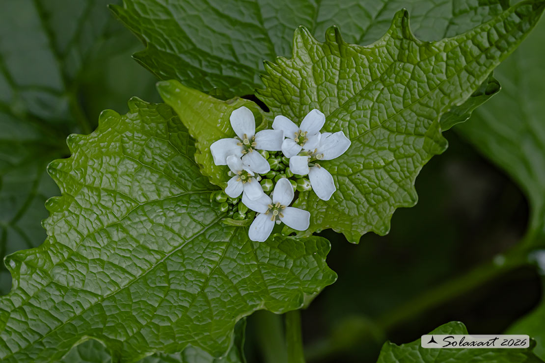 Alliaria petiolata
