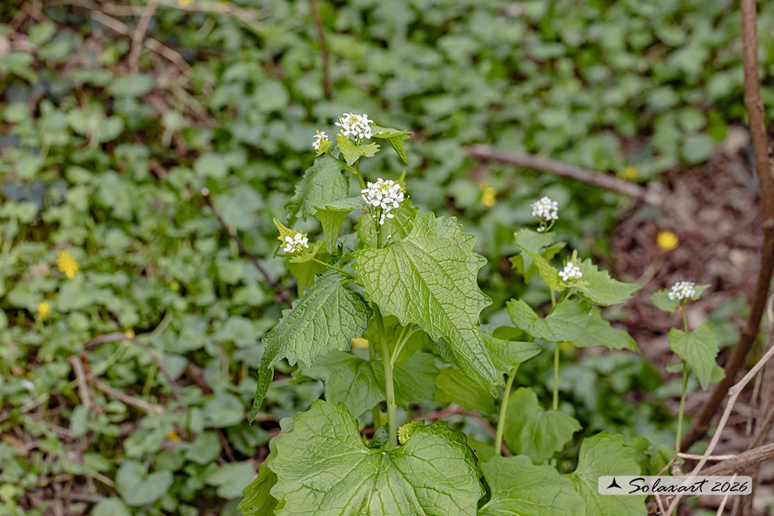 Alliaria petiolata