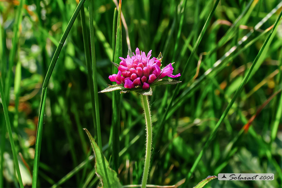 Knautia arvensis