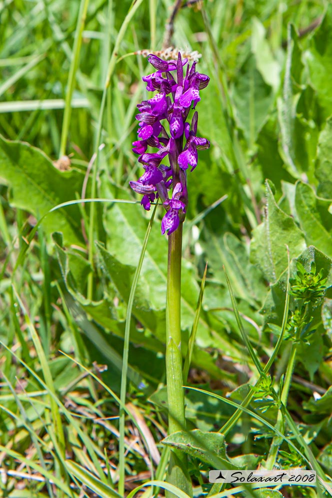 Anacamptis morio