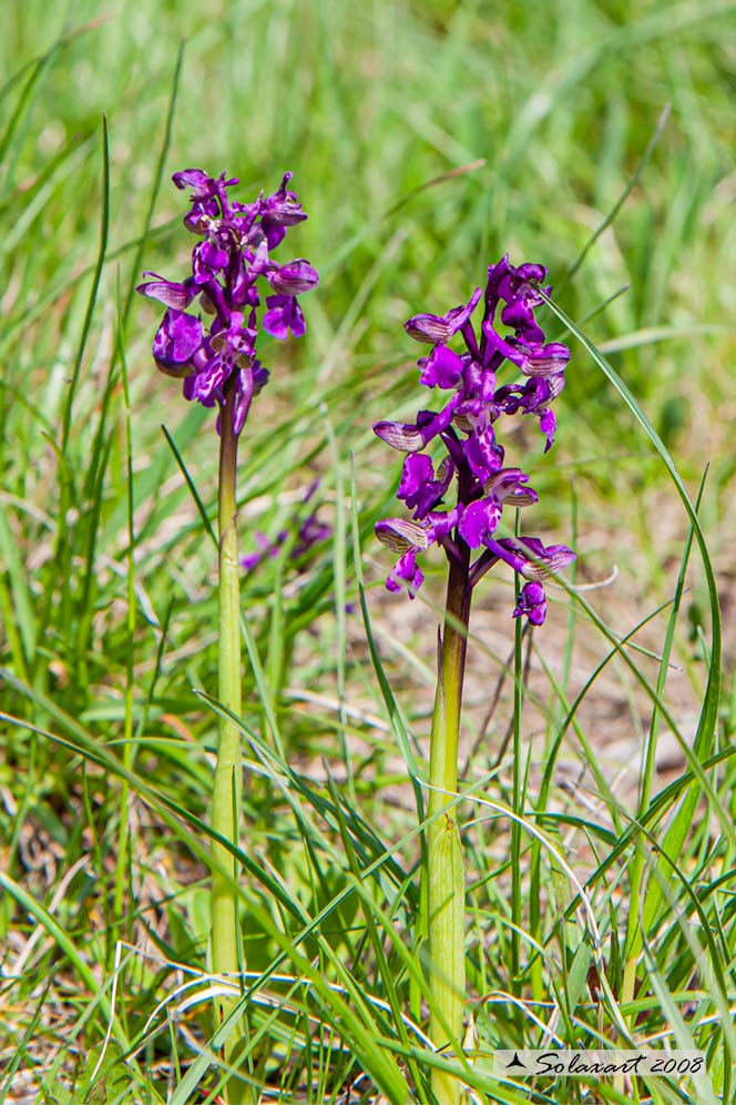 Anacamptis morio