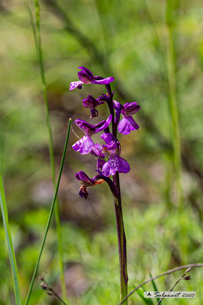 Anacamptis morio