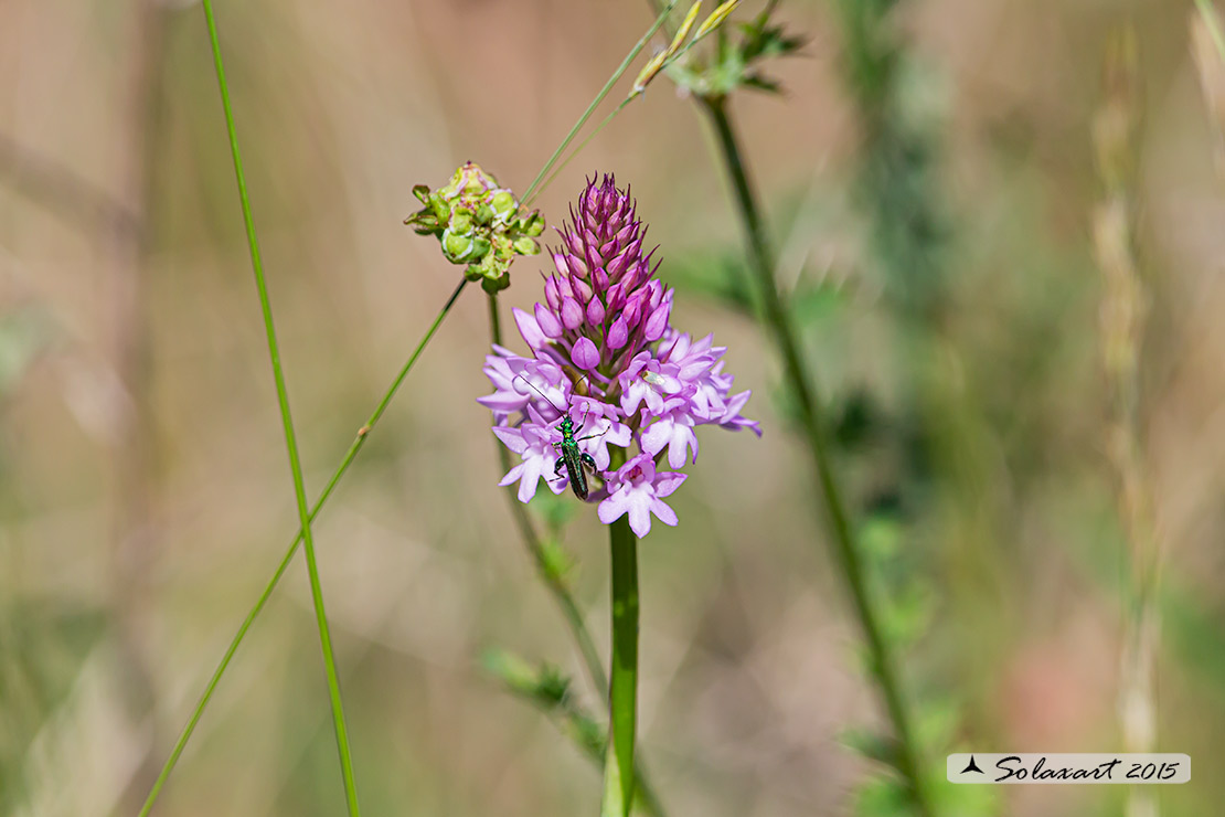 Anacamptis pyramidalis