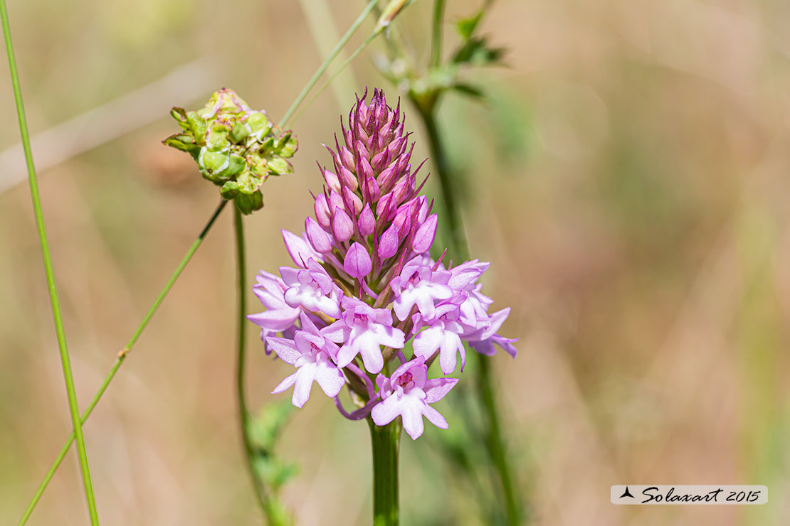 Anacamptis pyramidalis