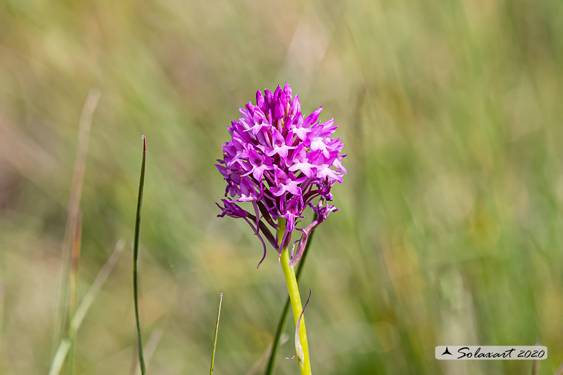 Anacamptis pyramidalis