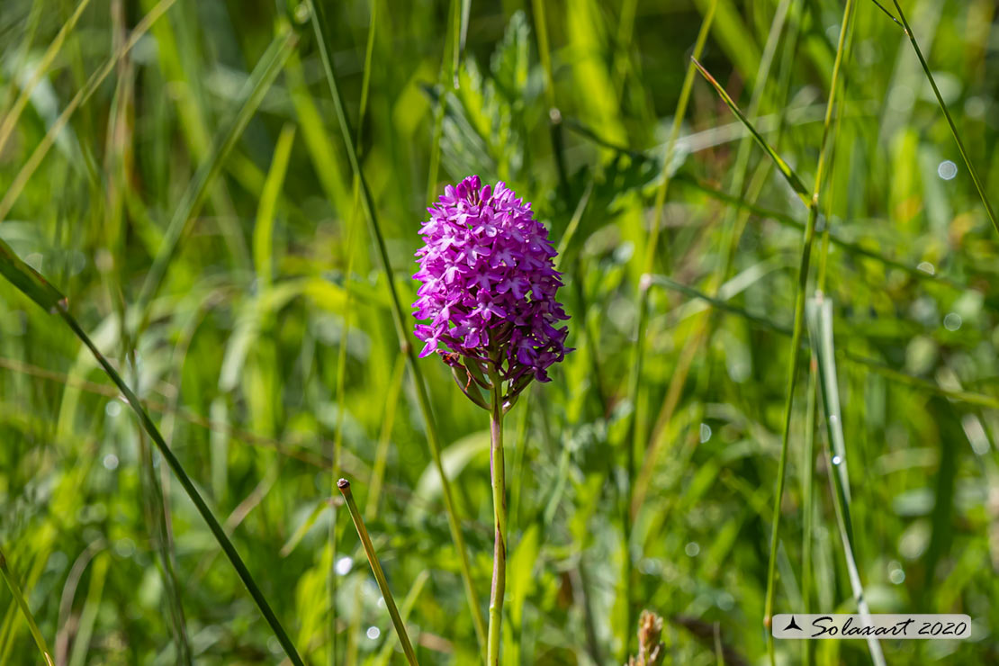 Anacamptis pyramidalis