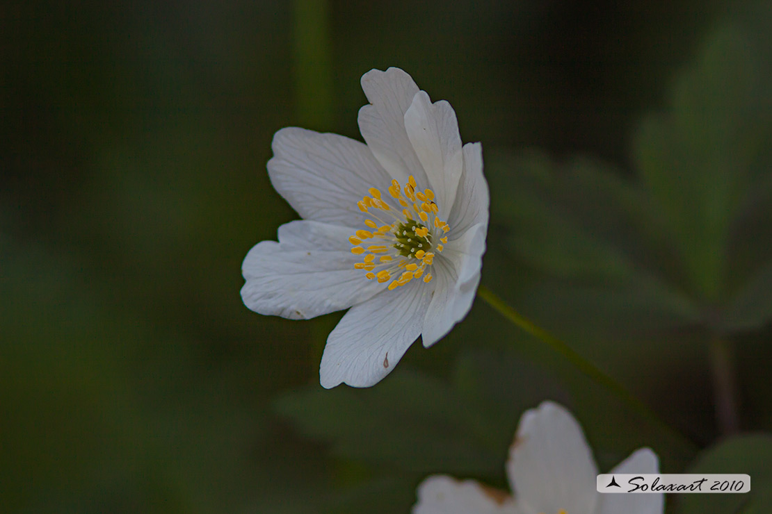 Anemonoides nemorosa