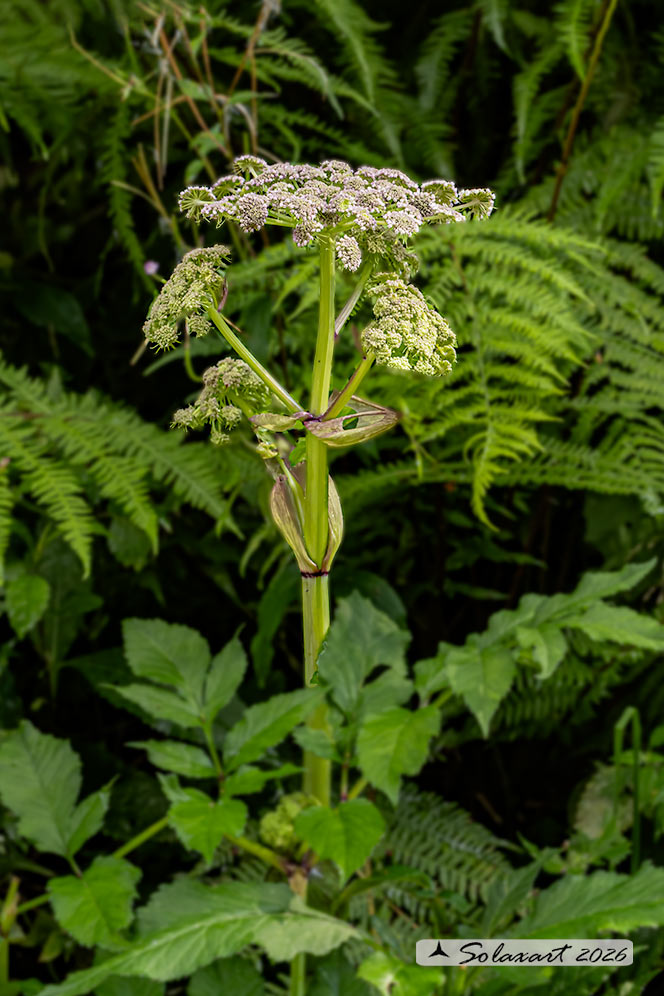 Angelica sylvestris - Angelica 