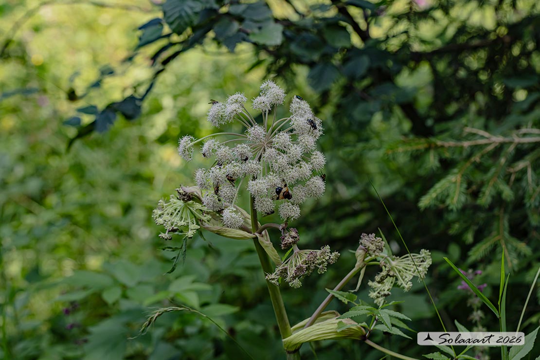 Angelica sylvestris - Angelica 