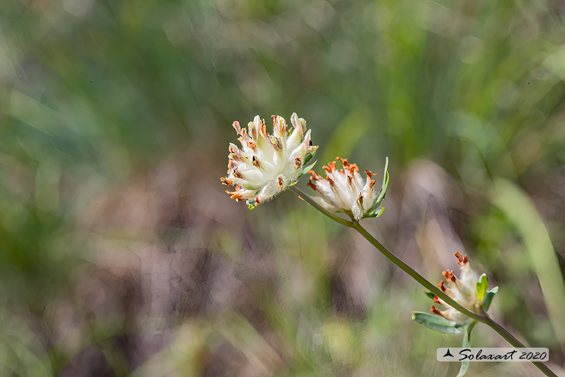 Anthyllis vulneraria