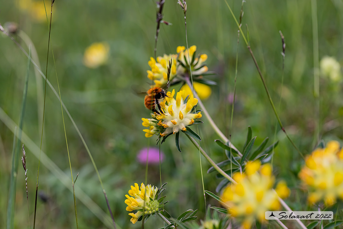 Anthyllis vulneraria