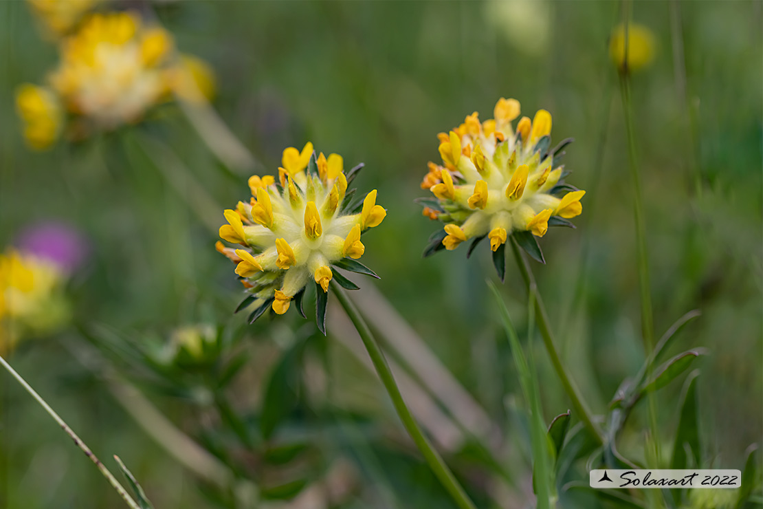 Anthyllis vulneraria