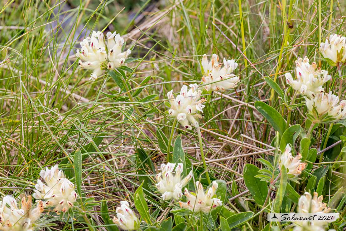 Anthyllis vulneraria