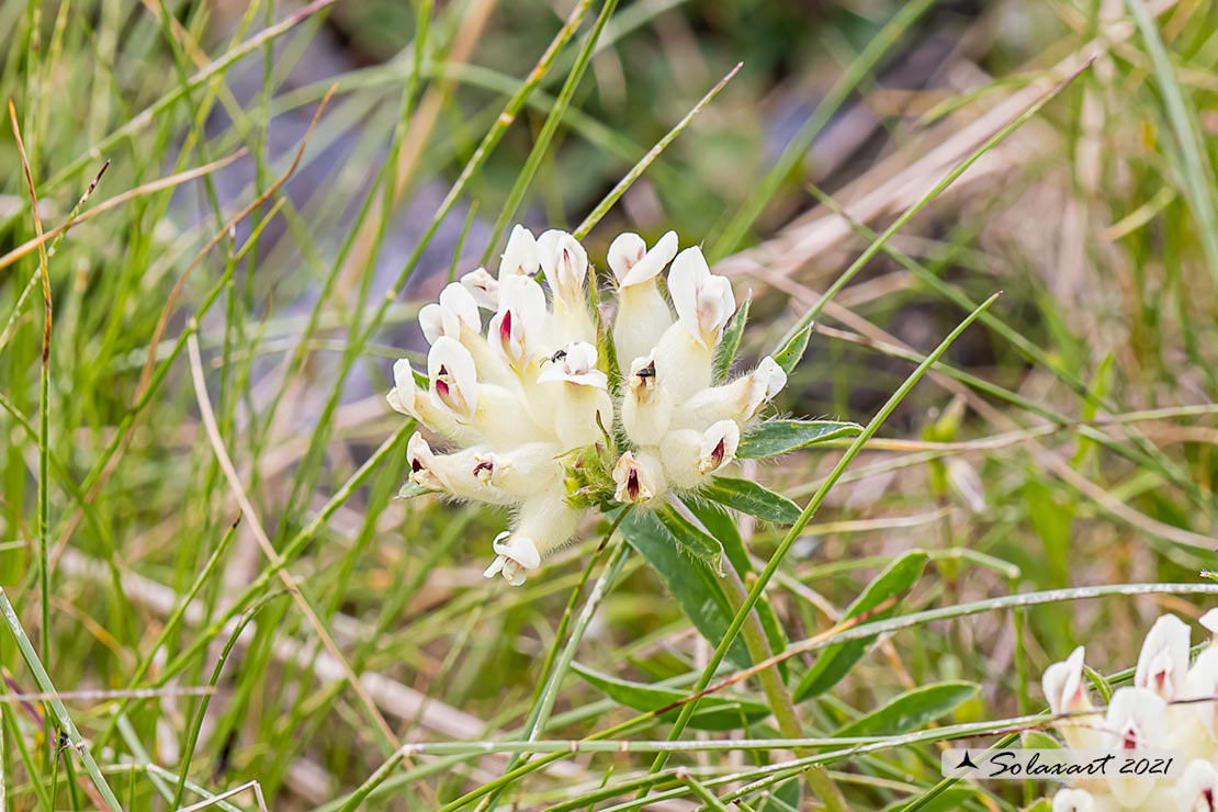 Anthyllis vulneraria