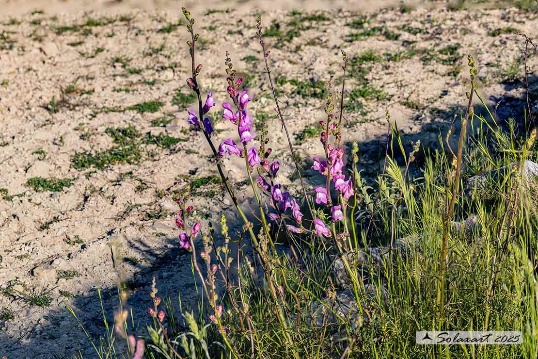 Antirrhinum majus subsp. tortuosum