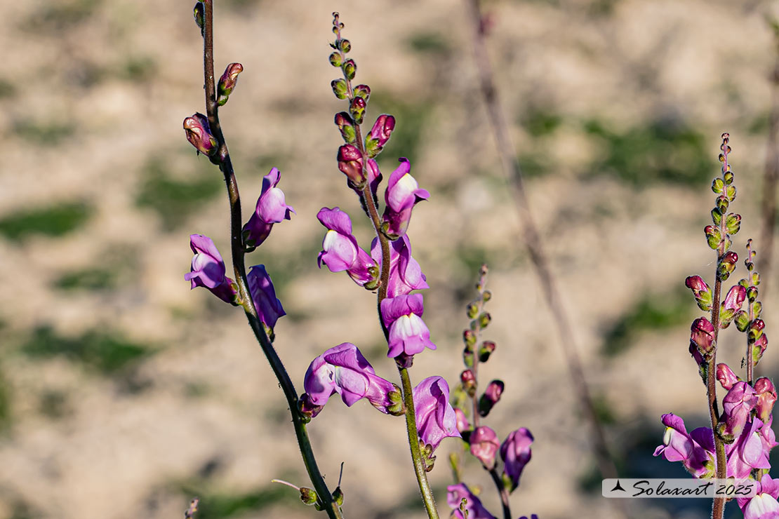 Antirrhinum majus subsp. tortuosum