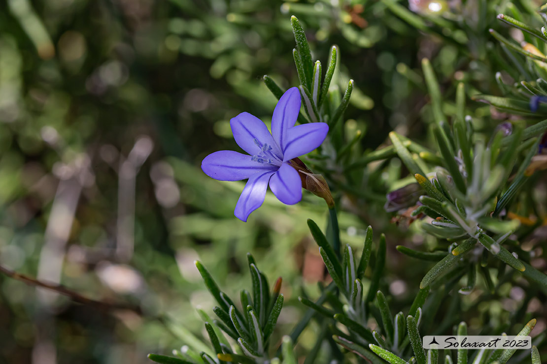 Aphyllanthes monspeliensis - Brancò, Afillante di Montpellier