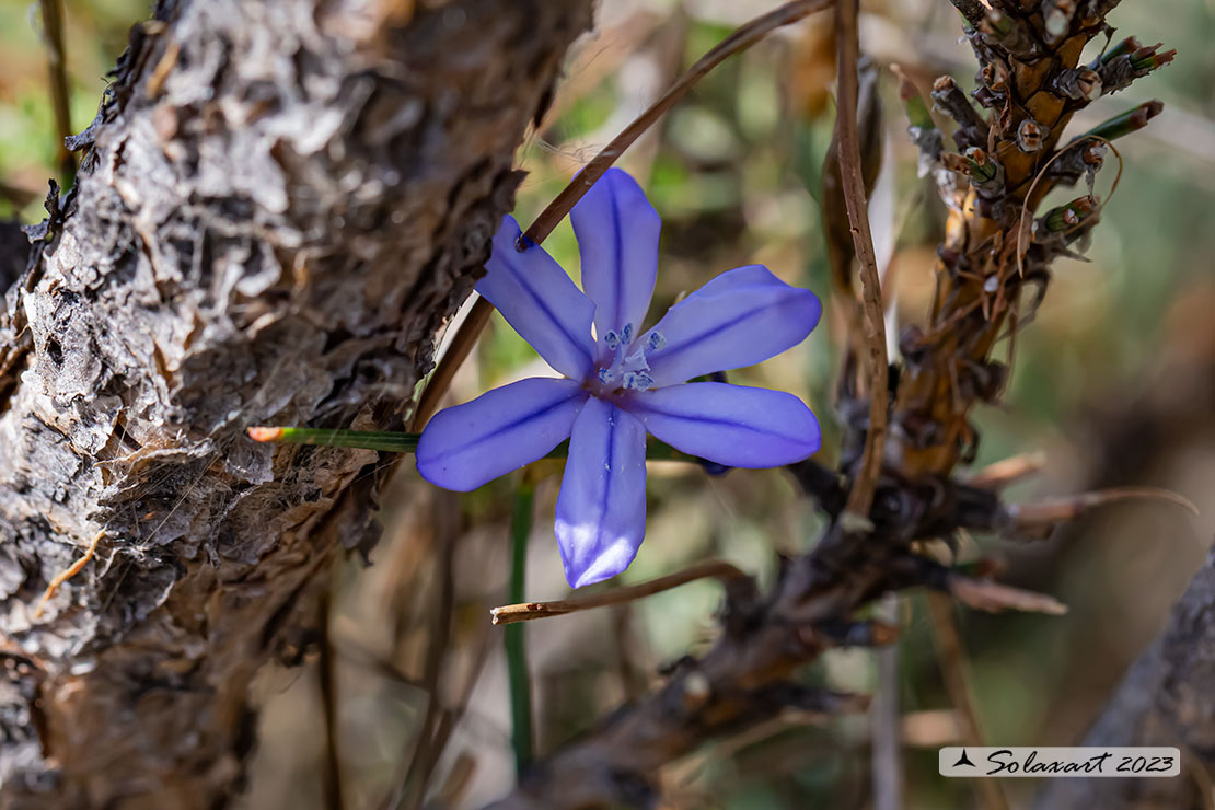 Aphyllanthes monspeliensis - Brancò, Afillante di Montpellier