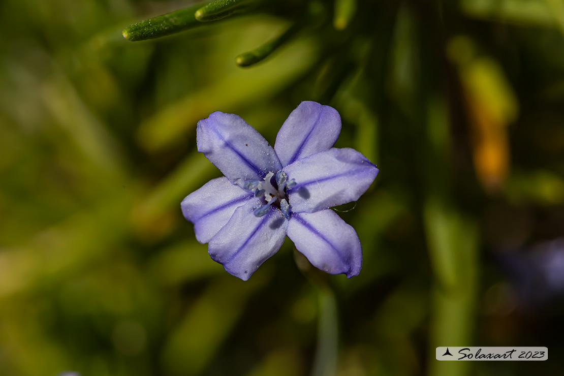 Aphyllanthes monspeliensis - Brancò, Afillante di Montpellier